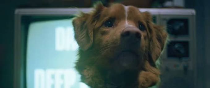 Good Boy